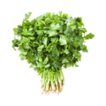 bright green coriander or dhania patta leaves and delicate white flowers