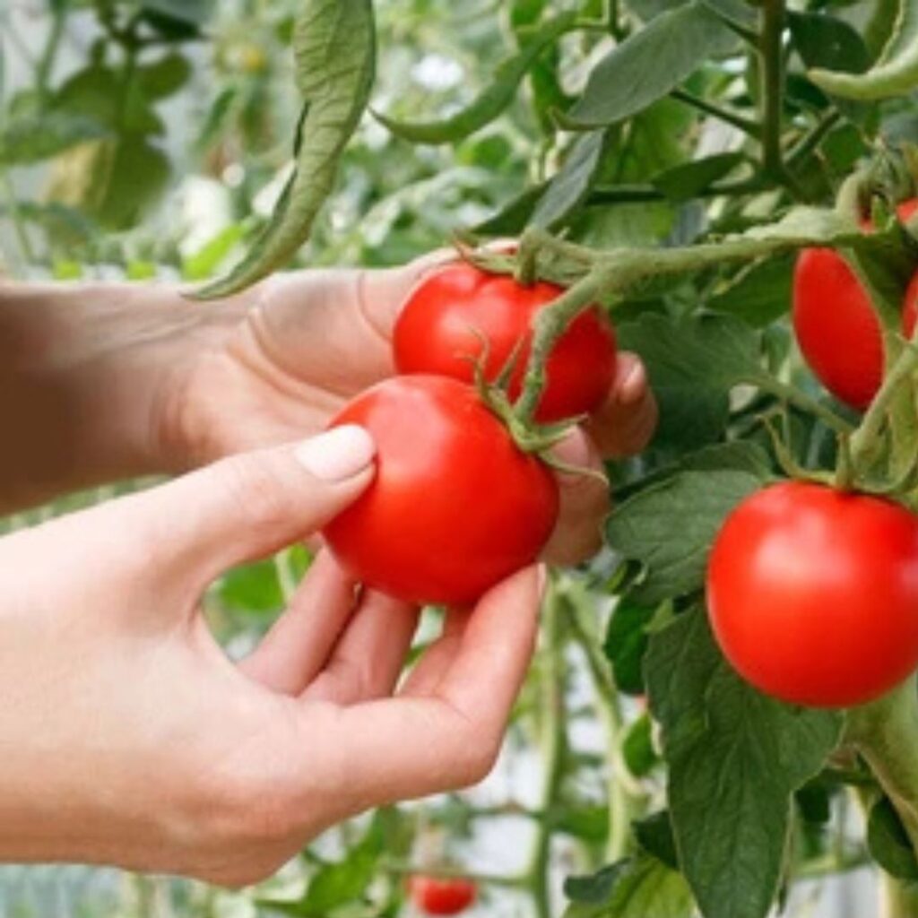 pluck vegetables