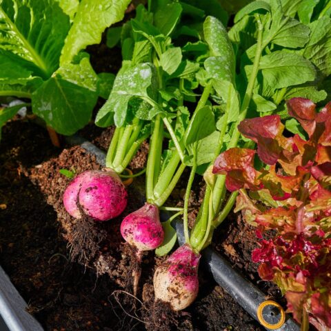 vegetables cover e1754370135105