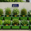 Vegetable terrace garden in bangalore