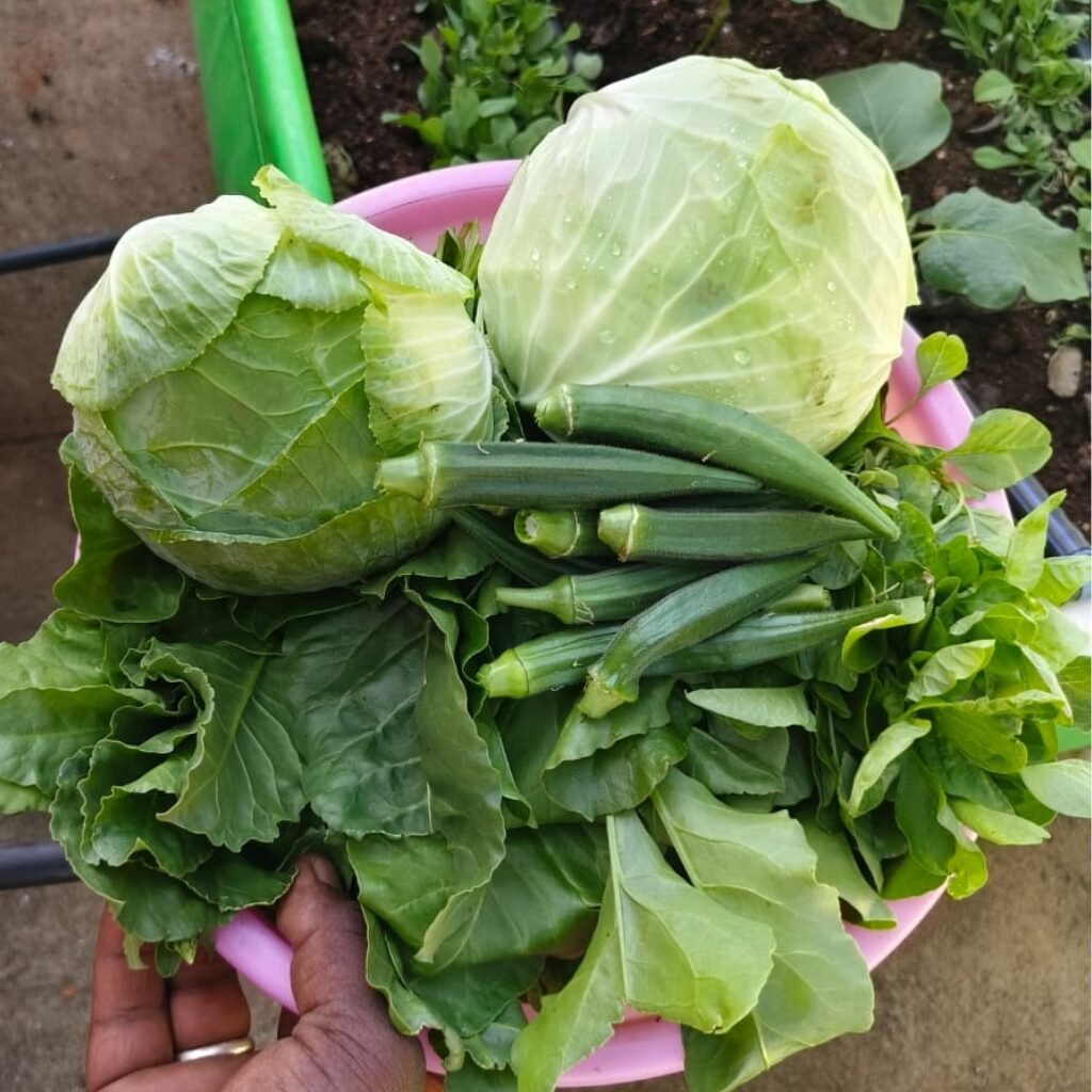 Gardening-services-in-bangalore 1 Gardening services in bangalore.