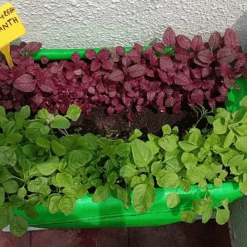 Home 2 Hgs produce 2