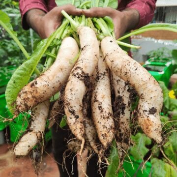 Home 3 Hgs produce