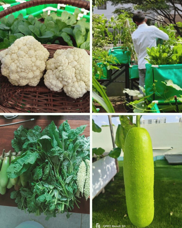 Home 5 Fresh organic vegetables home garden