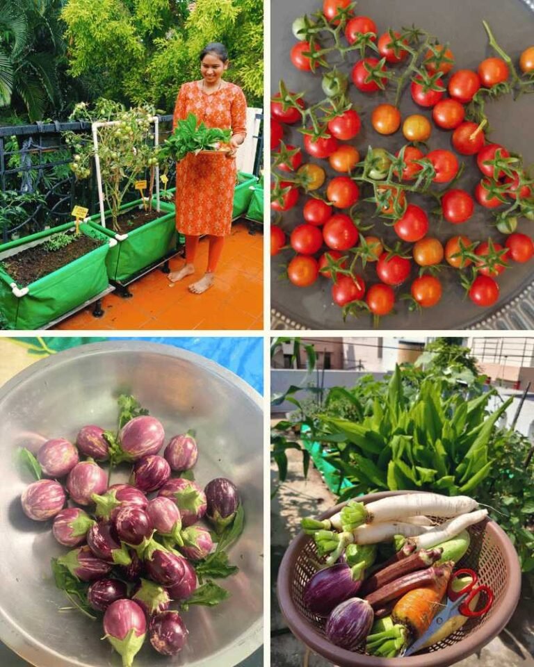 Home 4 Fresh tomatoes organic vegetable harvest.