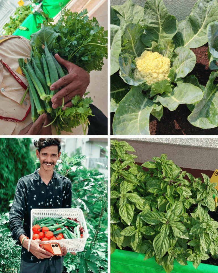 Home 17 Home kitchen garden