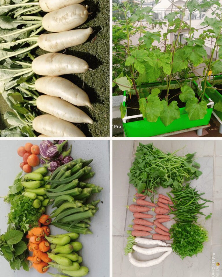 Home 18 Homegrown cabbage onion vegetable garden