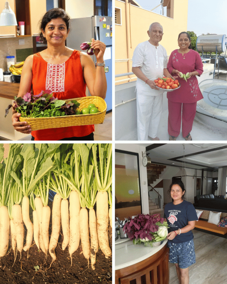 Home 20 Organic leafy vegetables kitchen garden