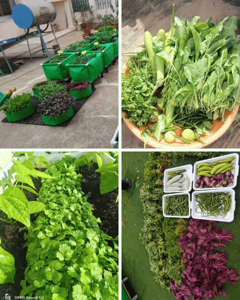 Home 21 Organic vegetable harvest terrace garden