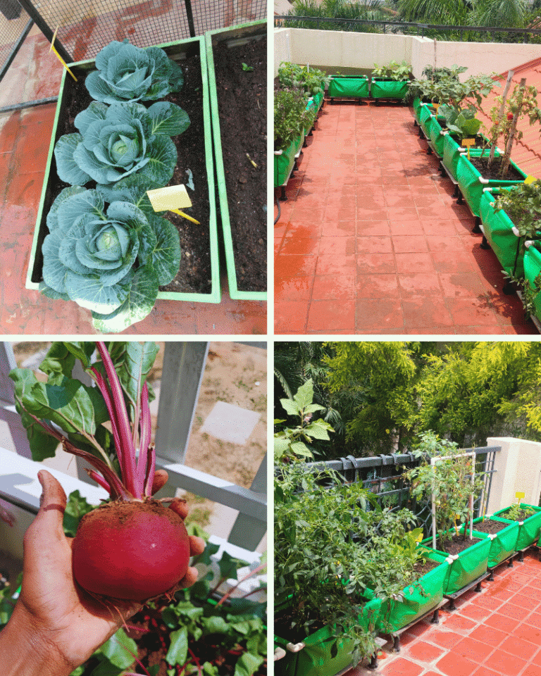 Home 15 Rooftop vegetable garden growing bags