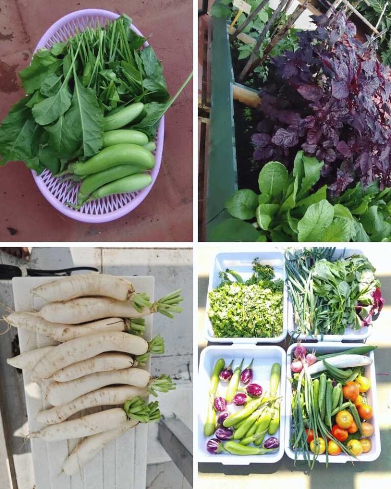 Home 13 Small space kitchen garden