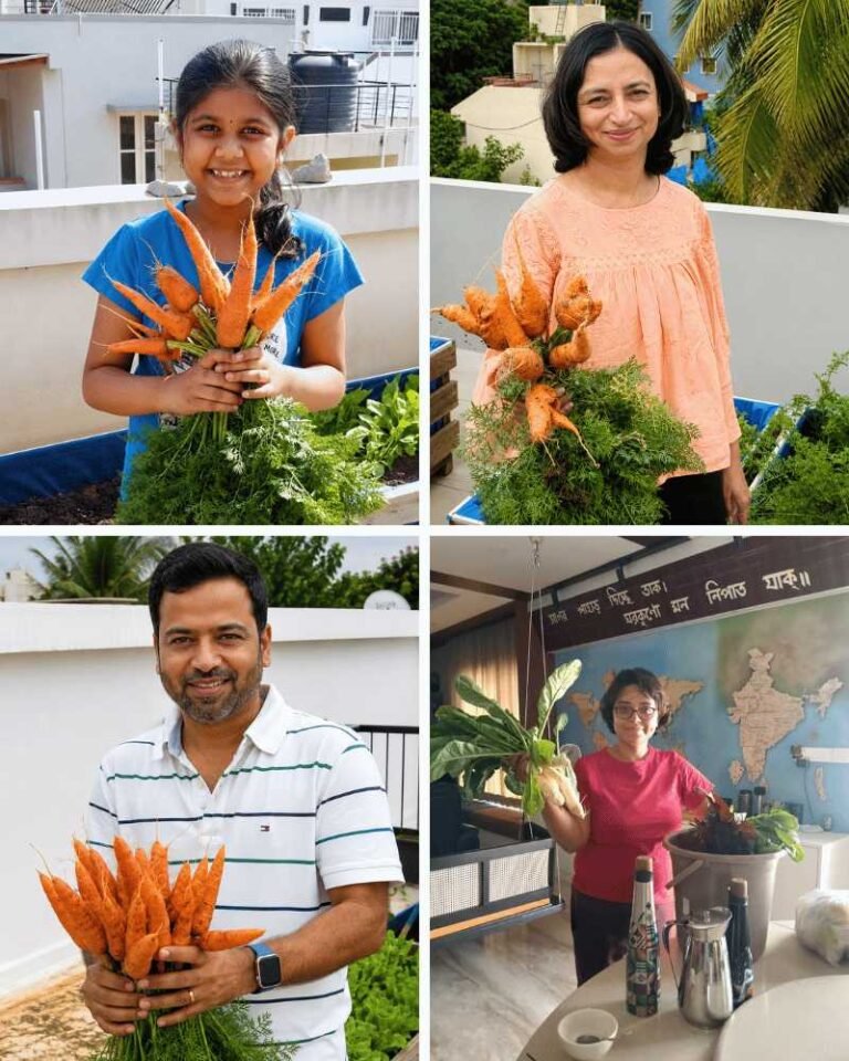 Home 12 Terrace garden fresh vegetable harvest