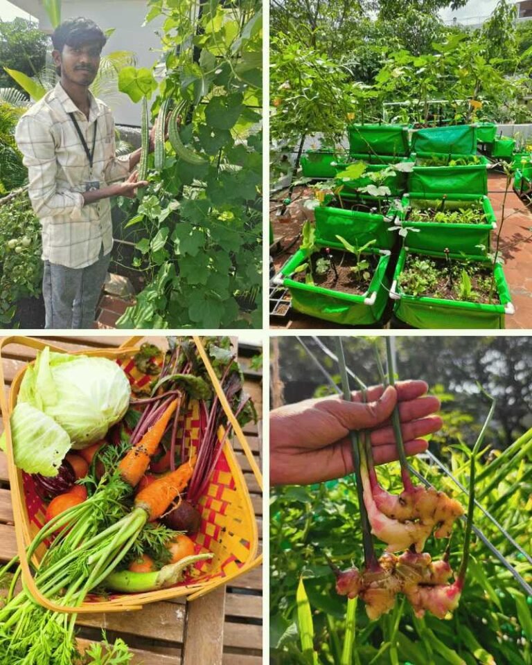 Home 8 Terrace kitchen garden