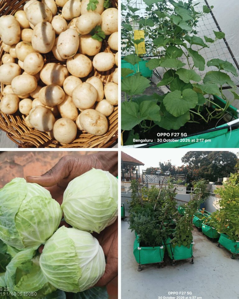 Home 9 Terrace vegetable garden harvesting