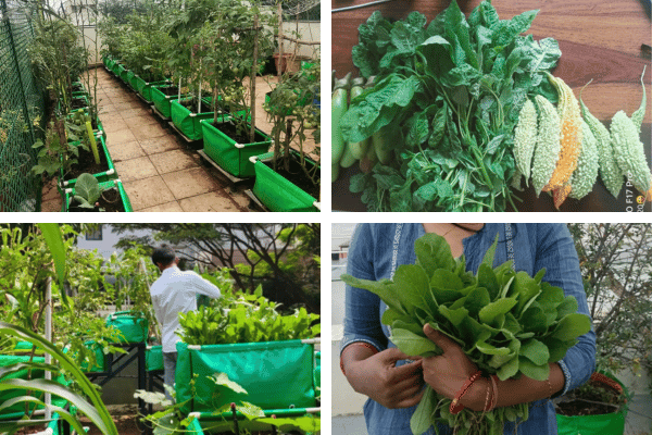 Home 3 Kitchen garden setup