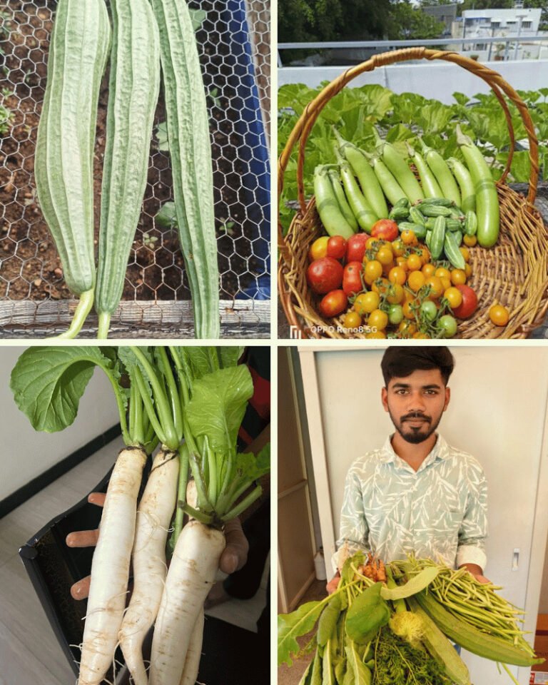 Home 19 Organic kitchen garden
