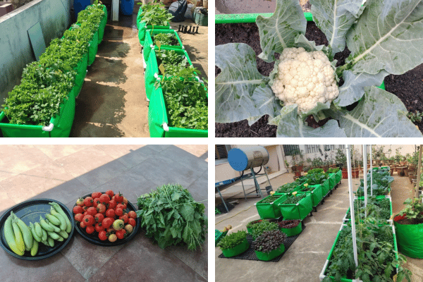 Home 5 Organic kitchen garden