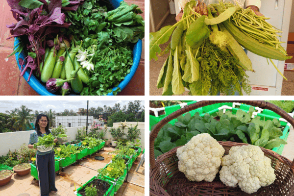 Home 2 Rooftop vegetable garden