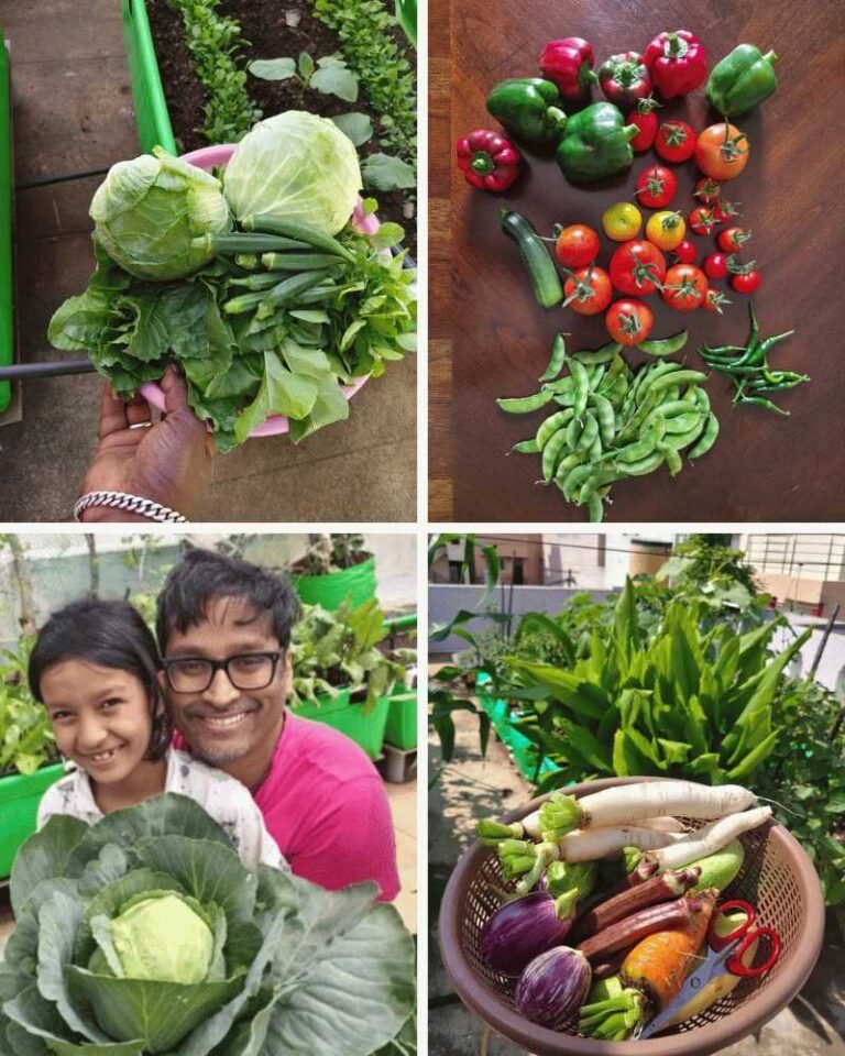 Home 7 Terrace garden setup bangalore