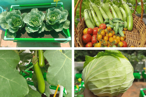 Home 8 Terrace vegetable gardening