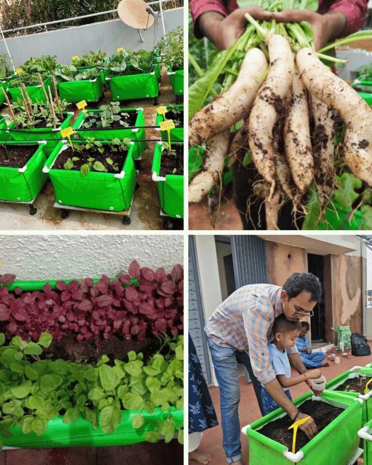 Home 11 Vegetable garden