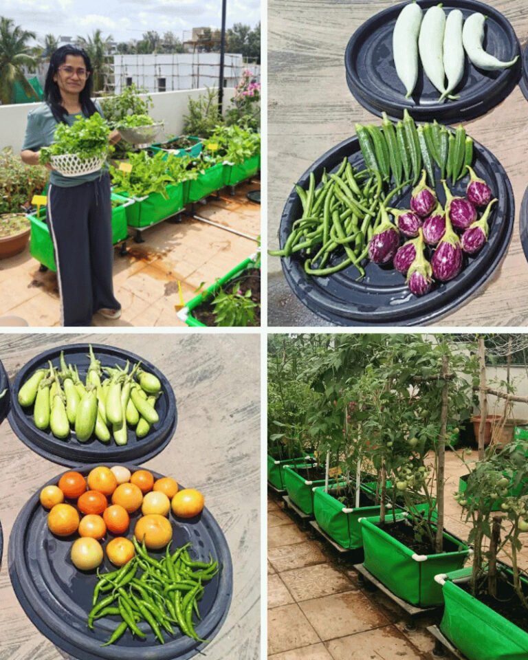 Home 6 Vegetable terrace garden setup
