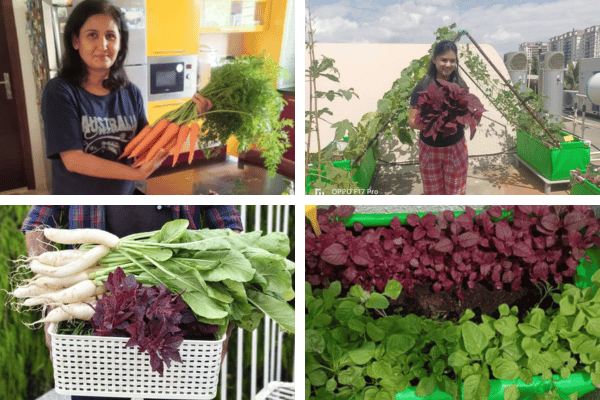 Home 4 Vegetable terrace garden setup